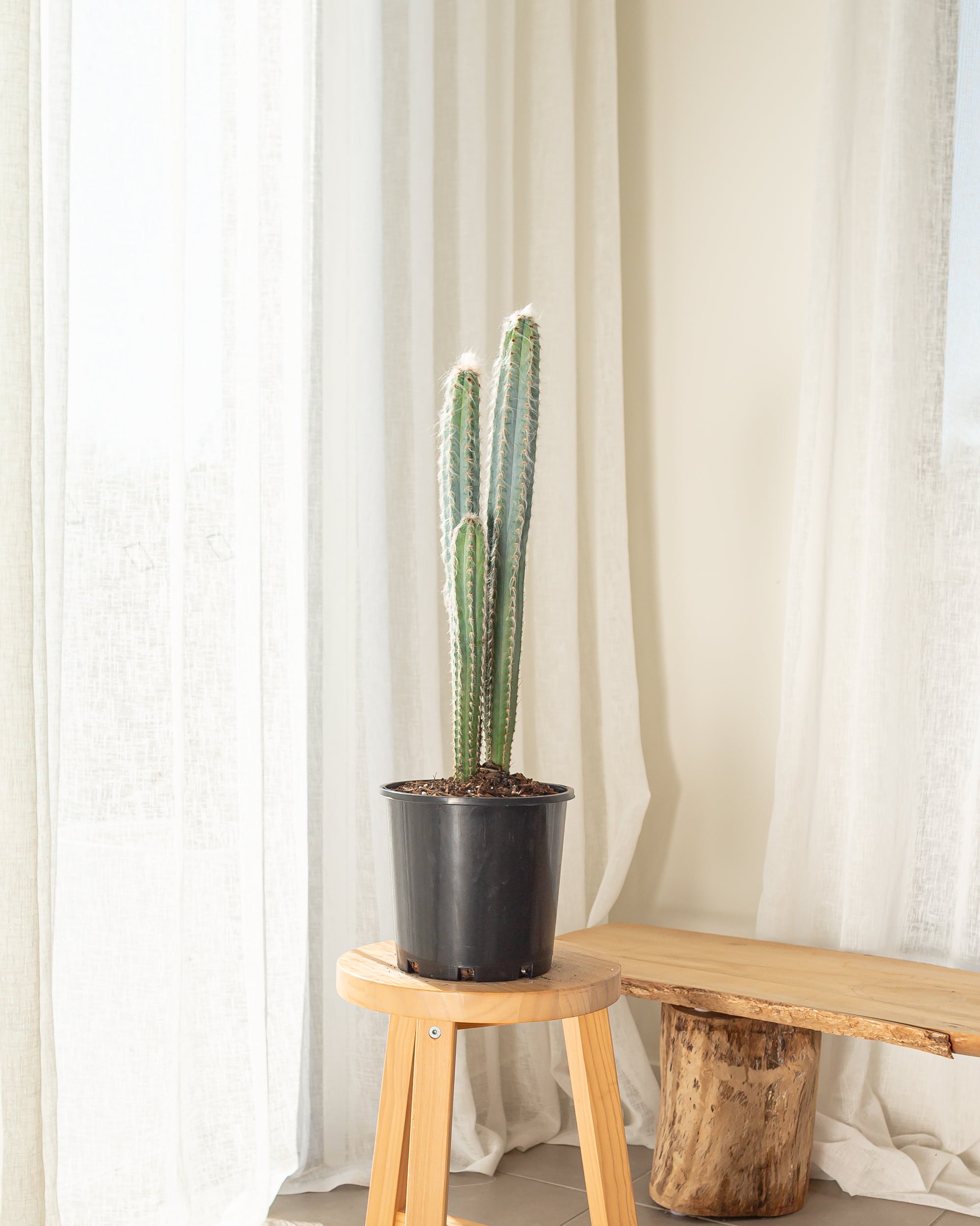Blue Torch (Pilosocereus leucocephalus) - 68 cm