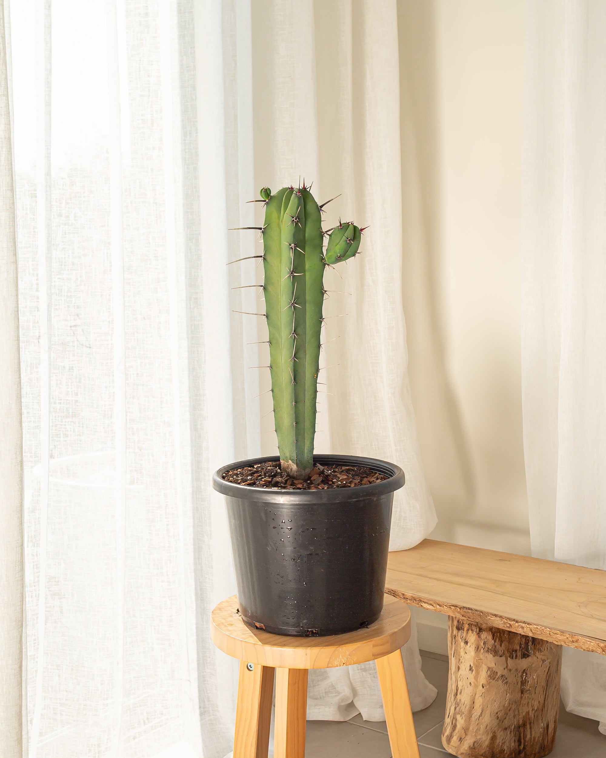 Blue Myrtle-Cactus (Myrtillocactus geometrizans) - 68 cm