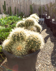 Multi Golden Barrels Large (Echinocactus grusonii) - 300mm wide Pots