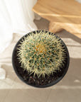 Golden Barrels (Echinocactus grusonii) - 270mm