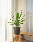Dracaena Draco (Dragon Tree) - 60 cm