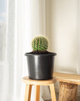 Golden Barrels (Echinocactus grusonii) - 270mm
