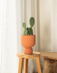 Burbank Cactus - 45 cm