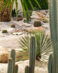 Blue Torch (Pilosocereus leucocephalus) - Around 100 cm