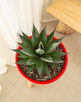 Blue Glow Agave - 270mm Pot