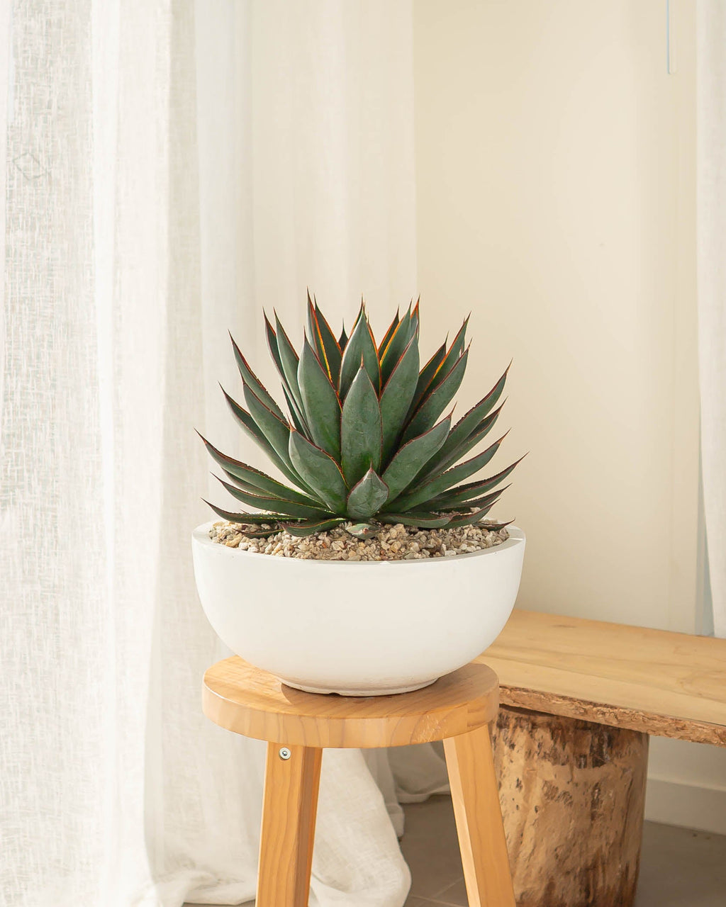 Cactus Shop Online – Cactus Thing