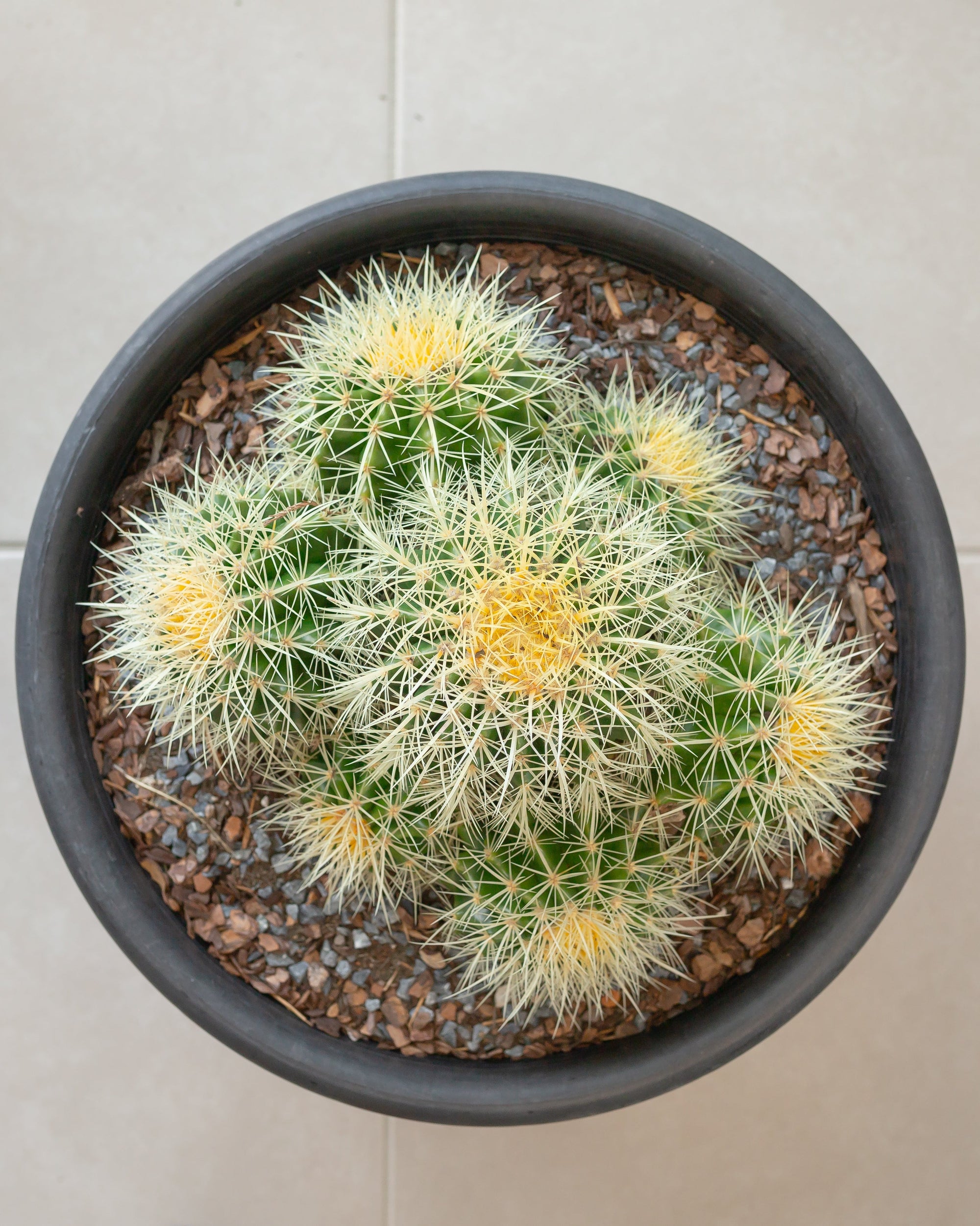 Black Pot Cactus