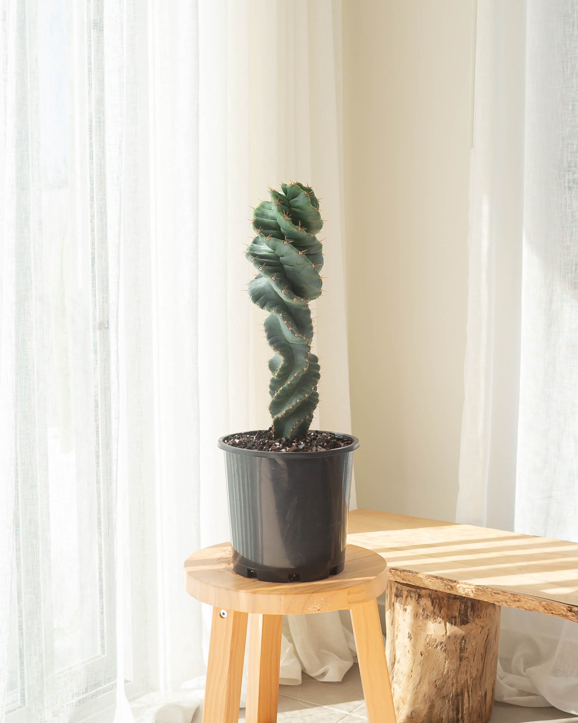 Spiral Cactus (Cereus Forbesii Spiralis) - 44 cm