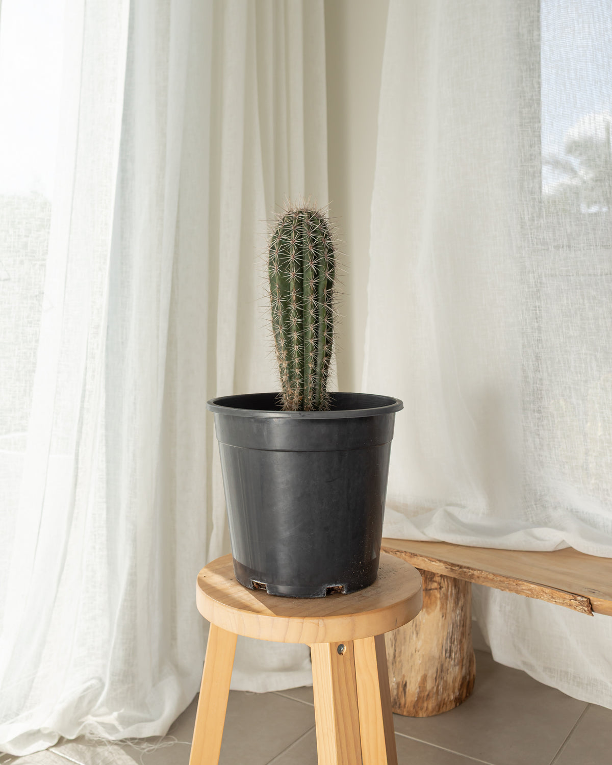 Pachycereus Pringlei (Mexican Giant)
