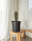 Pachycereus Pringlei (Mexican Giant)