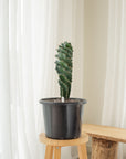 Spiral Cactus (Cereus Forbesii Spiralis) - 50 cm - K