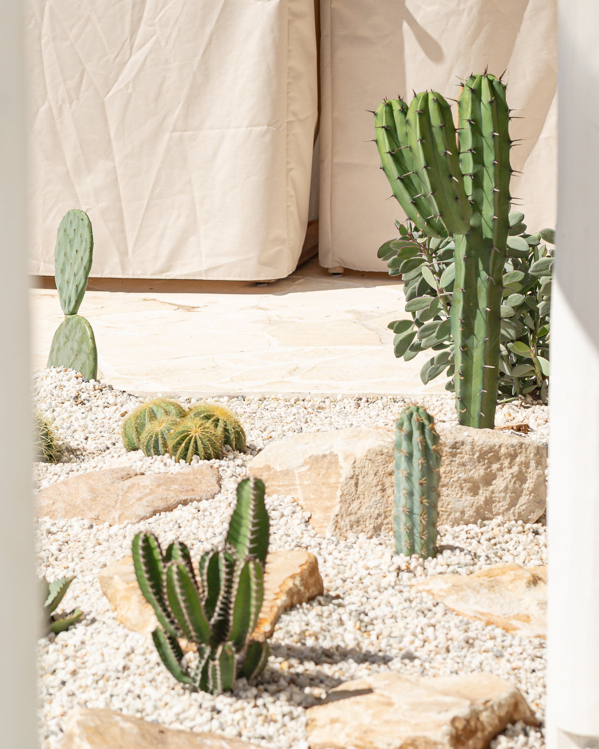 Blue Myrtle-Cactus (Myrtillocactus geometrizans) - 95 cm