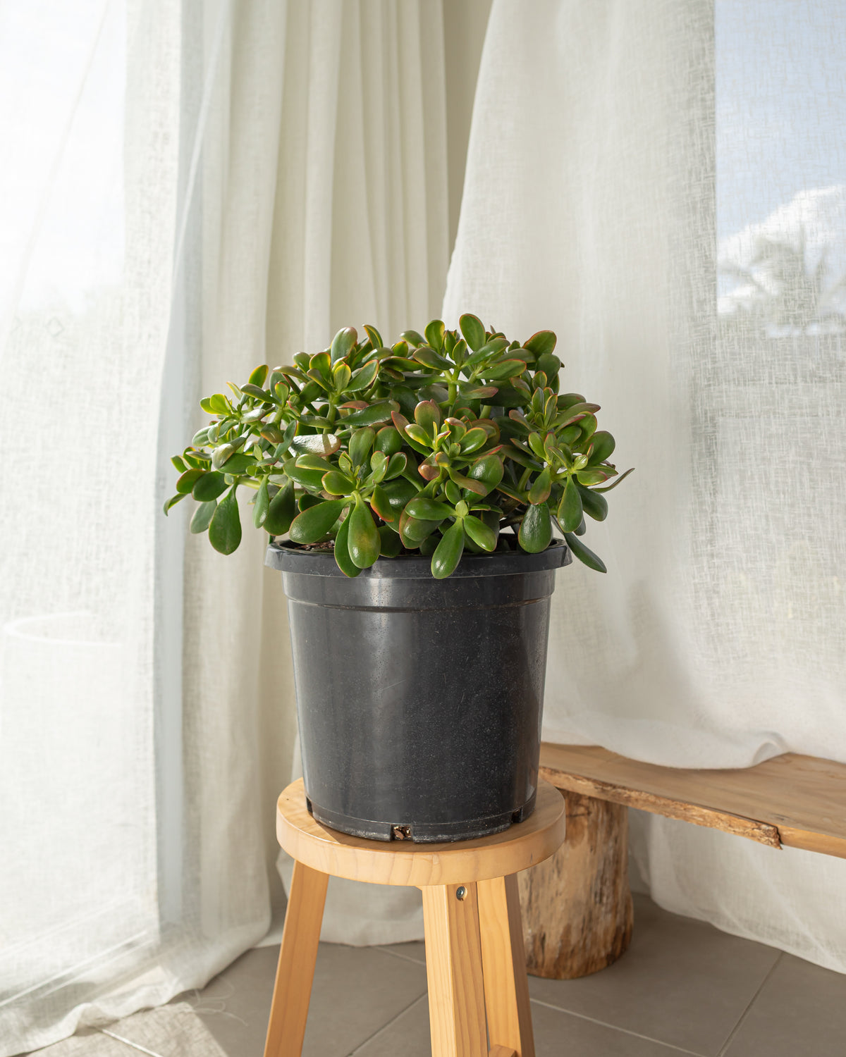 Crassula ovata (Jade Plant) - 300mm pot