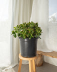Crassula ovata (Jade Plant) - 300mm pot