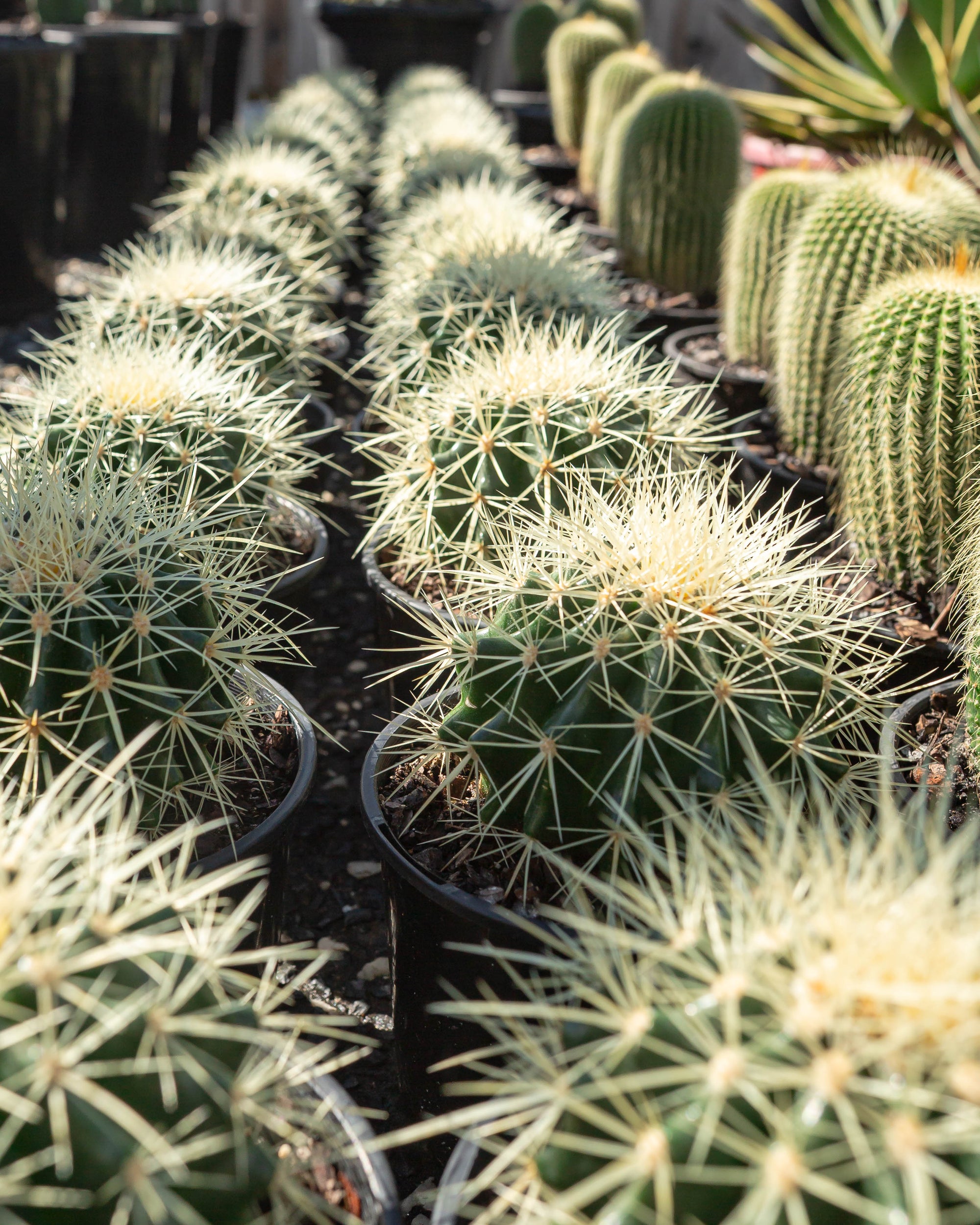 Golden Barrels (Echinocactus grusonii) - 125mm