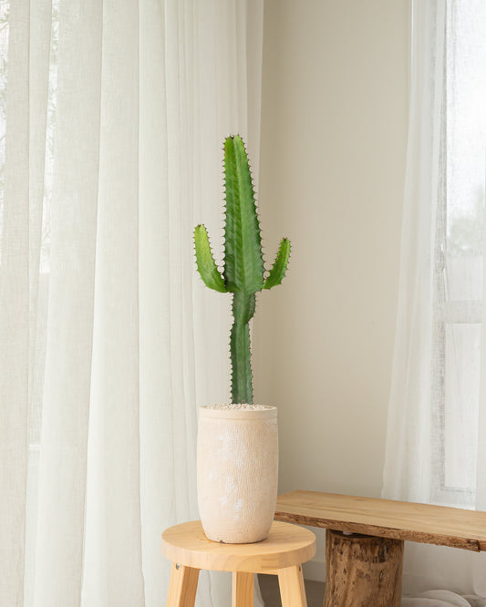 Cowboy Cactus (Euphorbia Acrurensis) - 67 cm