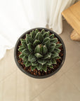 Agave victoriae-reginae (Queen Victoria) - 270mm Pot