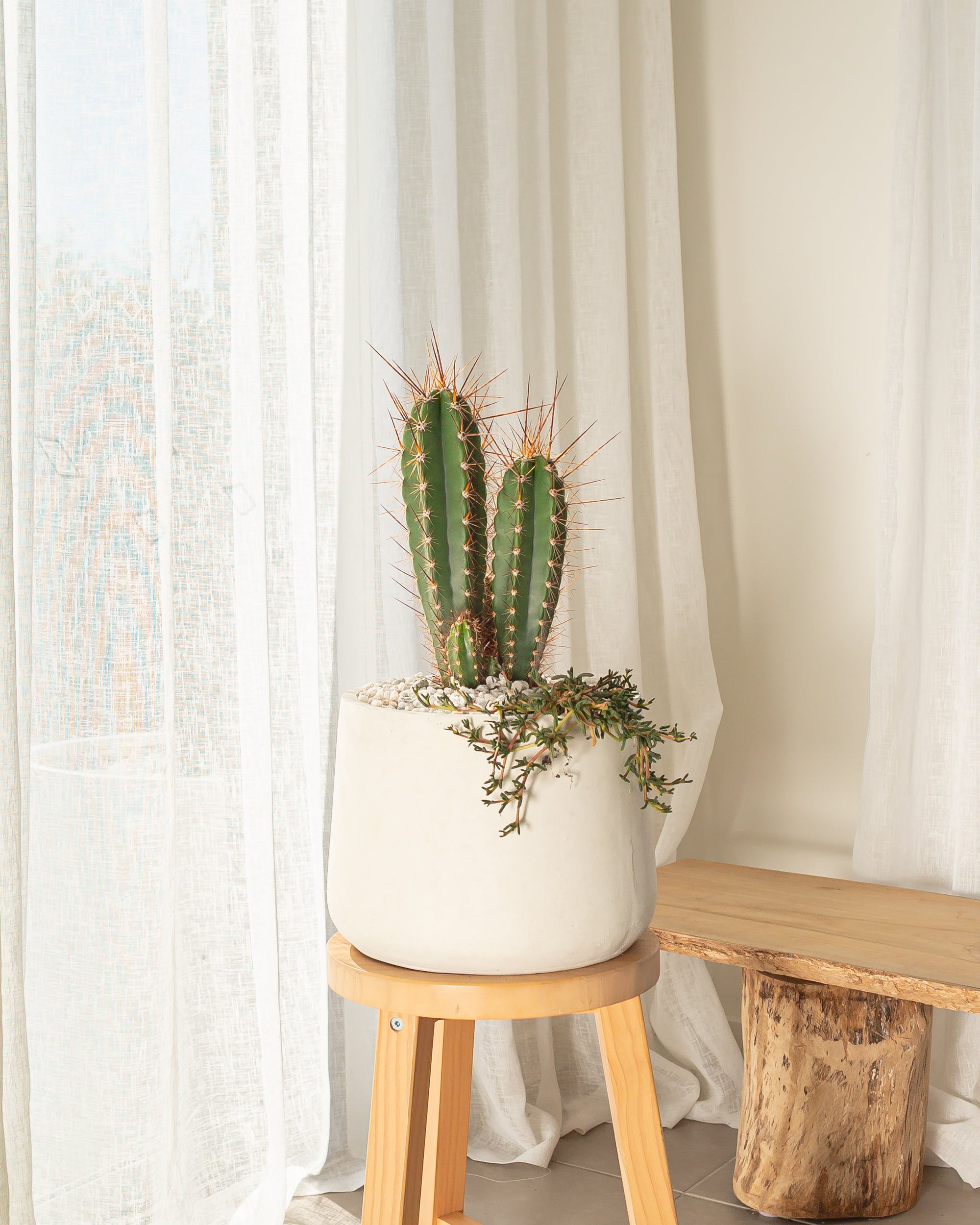 Baseball Bat (Neoraimondia Herzogiana) Cactus - 58 cm