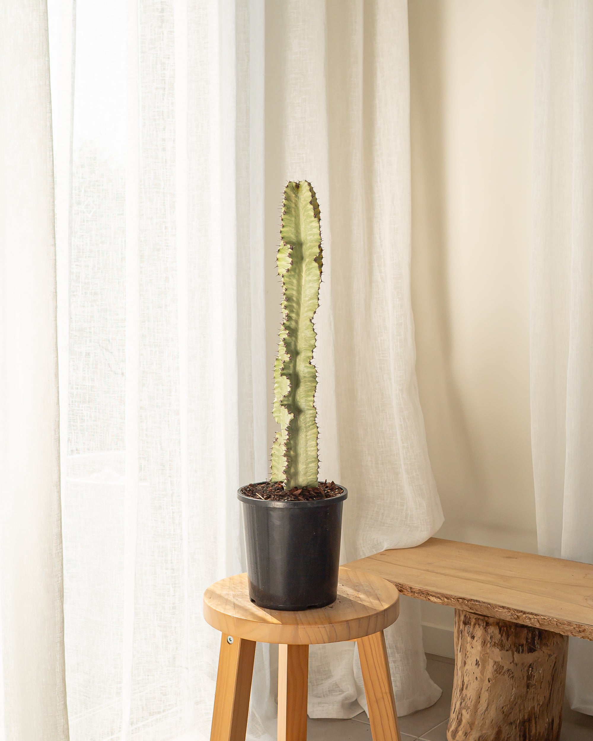 Euphorbia Ammak Cactus - 60-62 cm