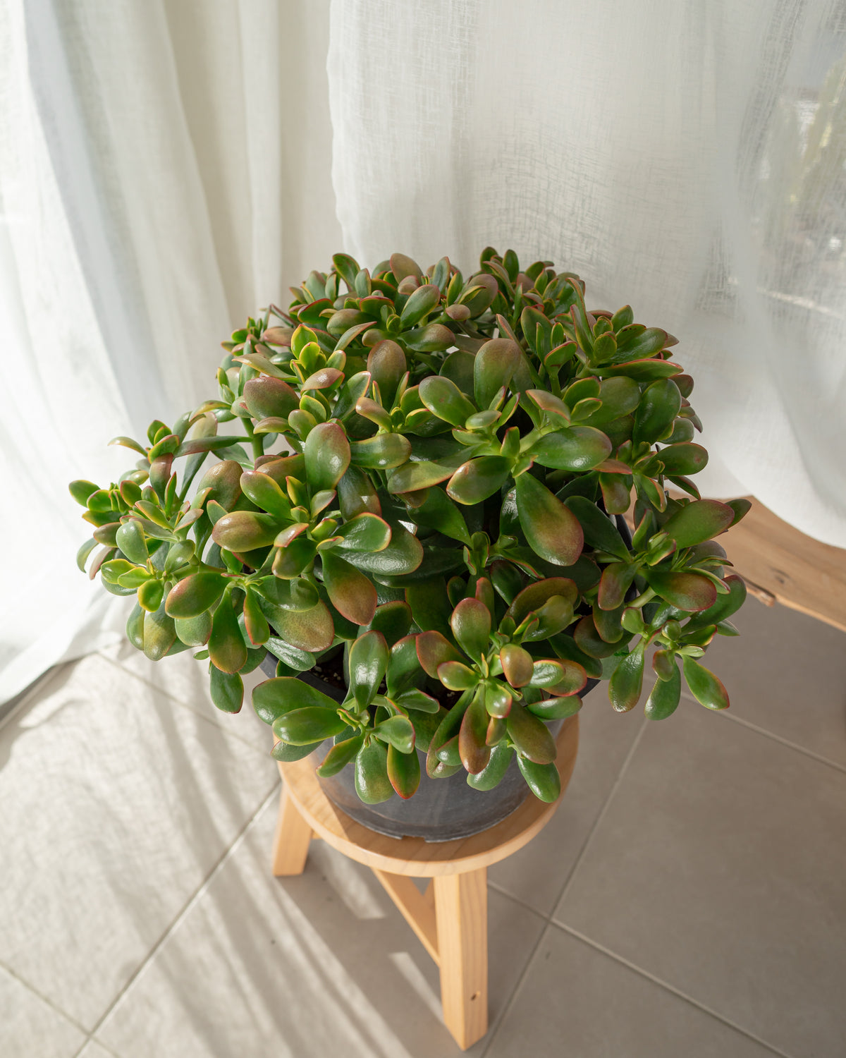 Crassula ovata (Jade Plant) - 300mm pot
