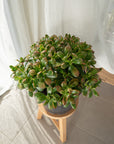 Crassula ovata (Jade Plant) - 300mm pot