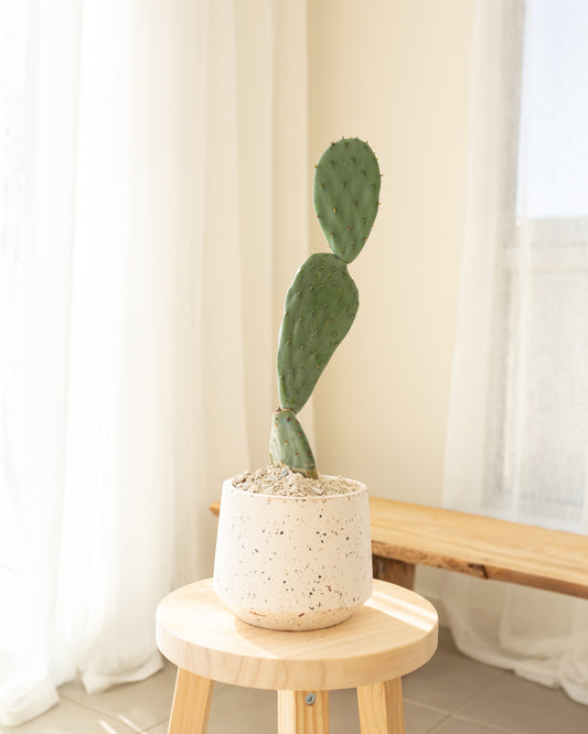 Burbank Cactus - 50cm