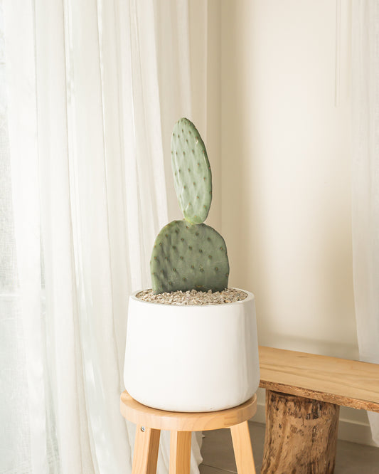 Burbanks Cactus - 63 cm