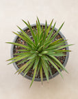 Blue Steel Agaves - 27 cm