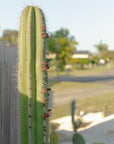 Mexican Fence Post (Lophocereus marginatus) Cactus  - 200mm Pot
