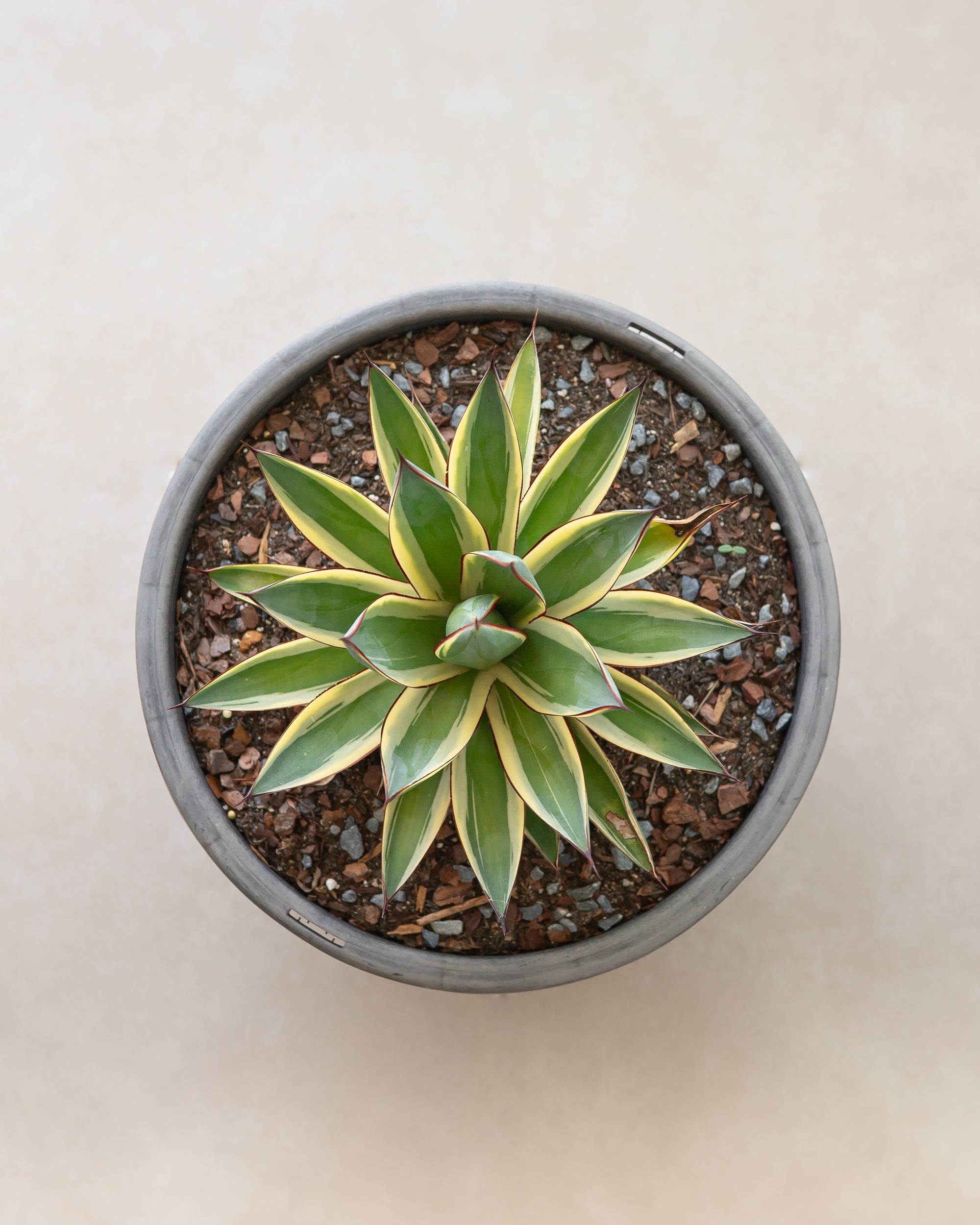 Snow Glow Agave - 18 cm