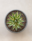 Snow Glow Agave - 18 cm