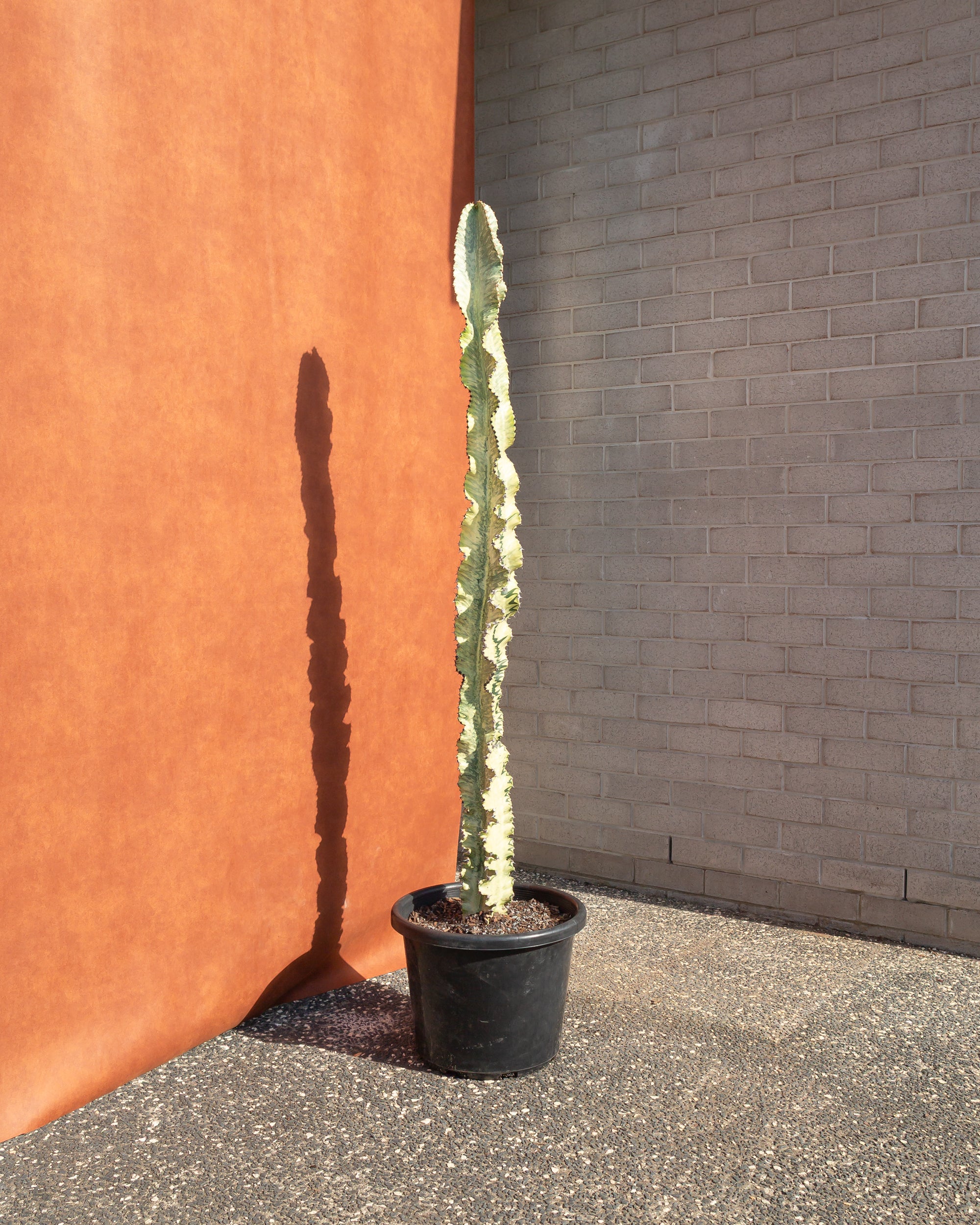 Euphorbia Ammak Cactus - 181 cm