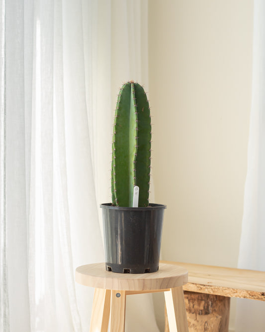 Cereus Cactus - 56cm (18)