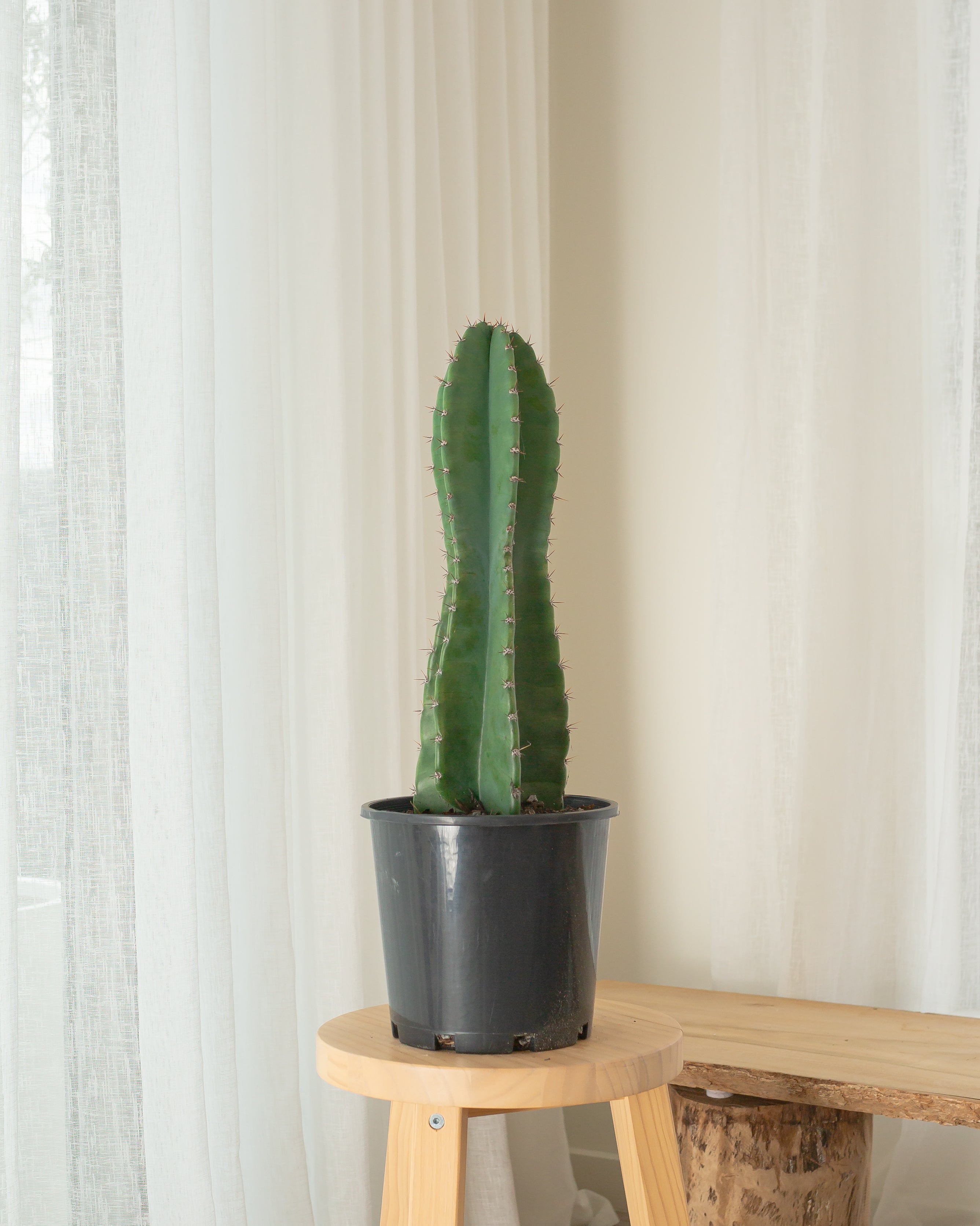 Cereus Repandus Cactus - 58 cm (A)