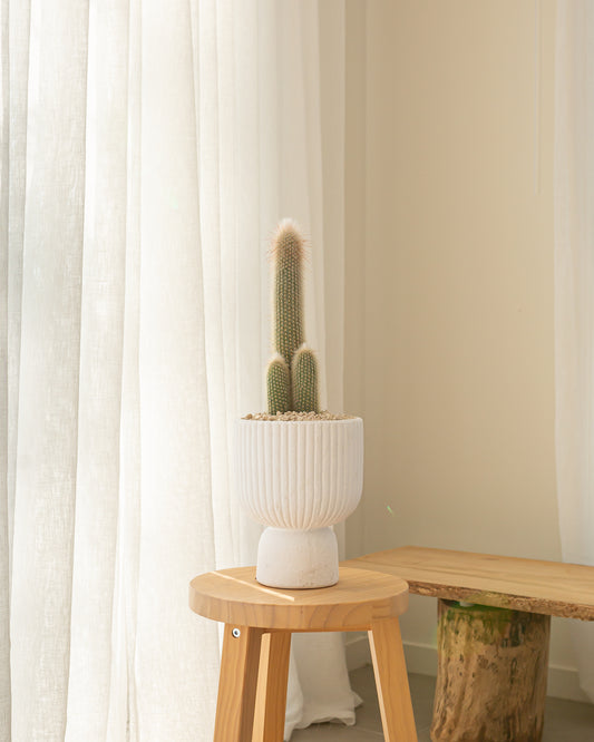 Silver Torch Cactus - 48 cm