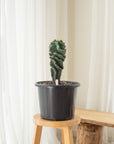 Spiral Cactus (Cereus Forbesii Spiralis) - 45 cm - B