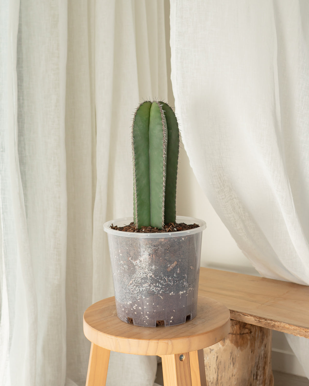 Mexican Fence Post (Lophocereus marginatus) Cactus  - 200mm Pot