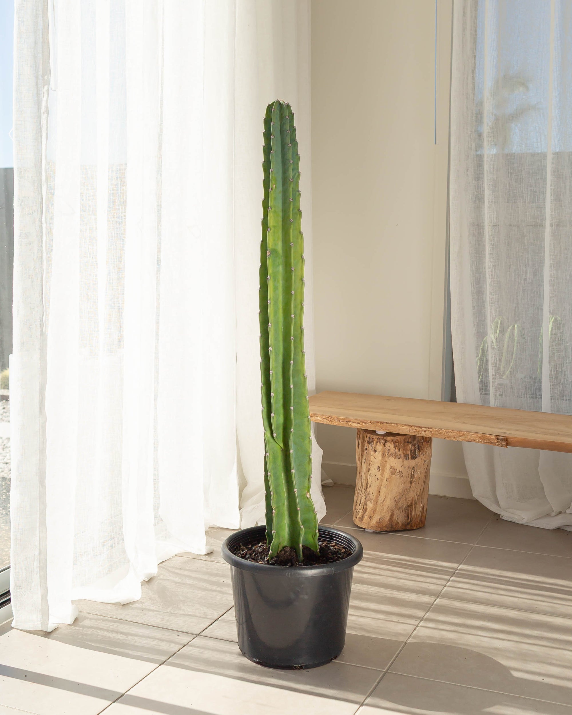 Cereus Jamacaru Cactus  - 108 cm