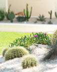 carpobrotus glaucescens (Known as Pig face or Ice plant) - 200mm Pot