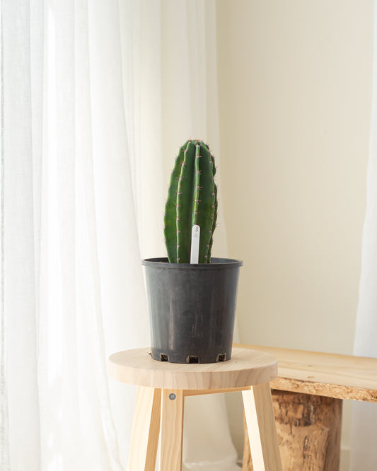 Cereus Cactus - 40cm (20)