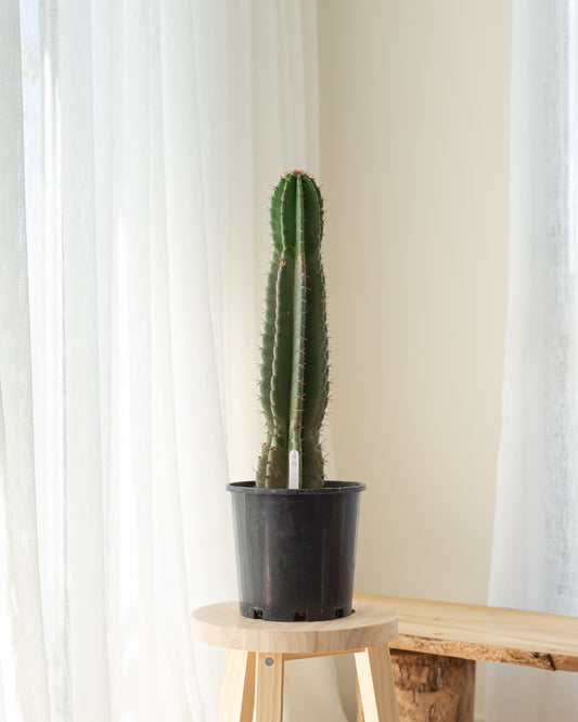 Cereus Cactus - 66cm (21)