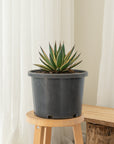 Snow Glow Agave - 18 cm