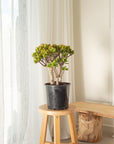 Crassula ovata (Jade Plant) - Around 50cm