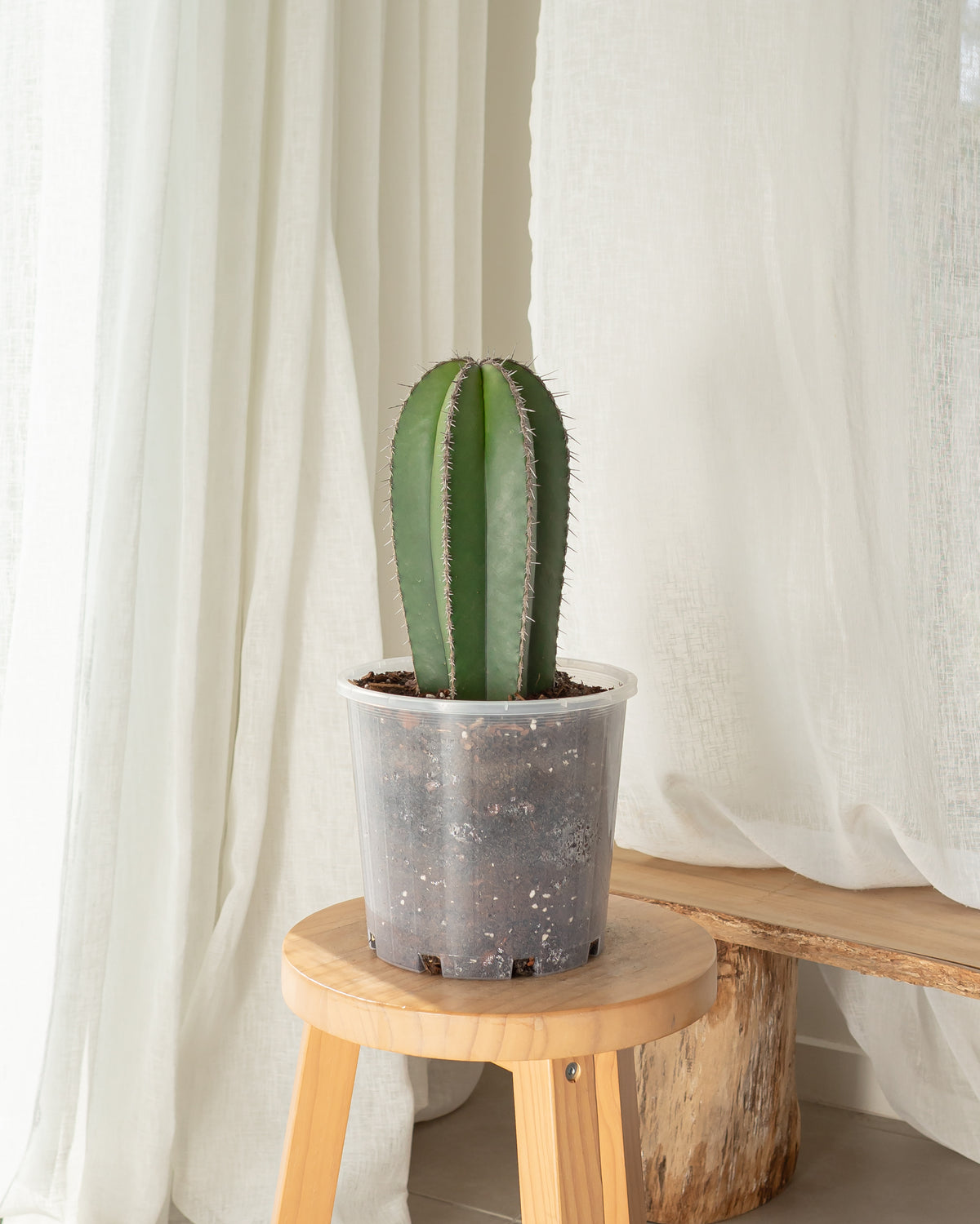 Mexican Fence Post (Lophocereus marginatus) Cactus  - 200mm Pot