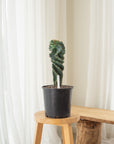 Spiral Cactus (Cereus Forbesii Spiralis) - 45 cm - A