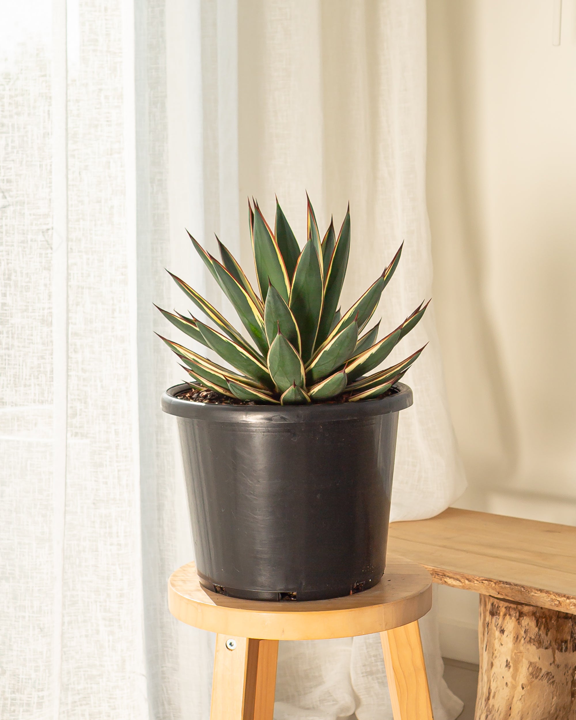 Blue Snow Agave - 300mm wide pot