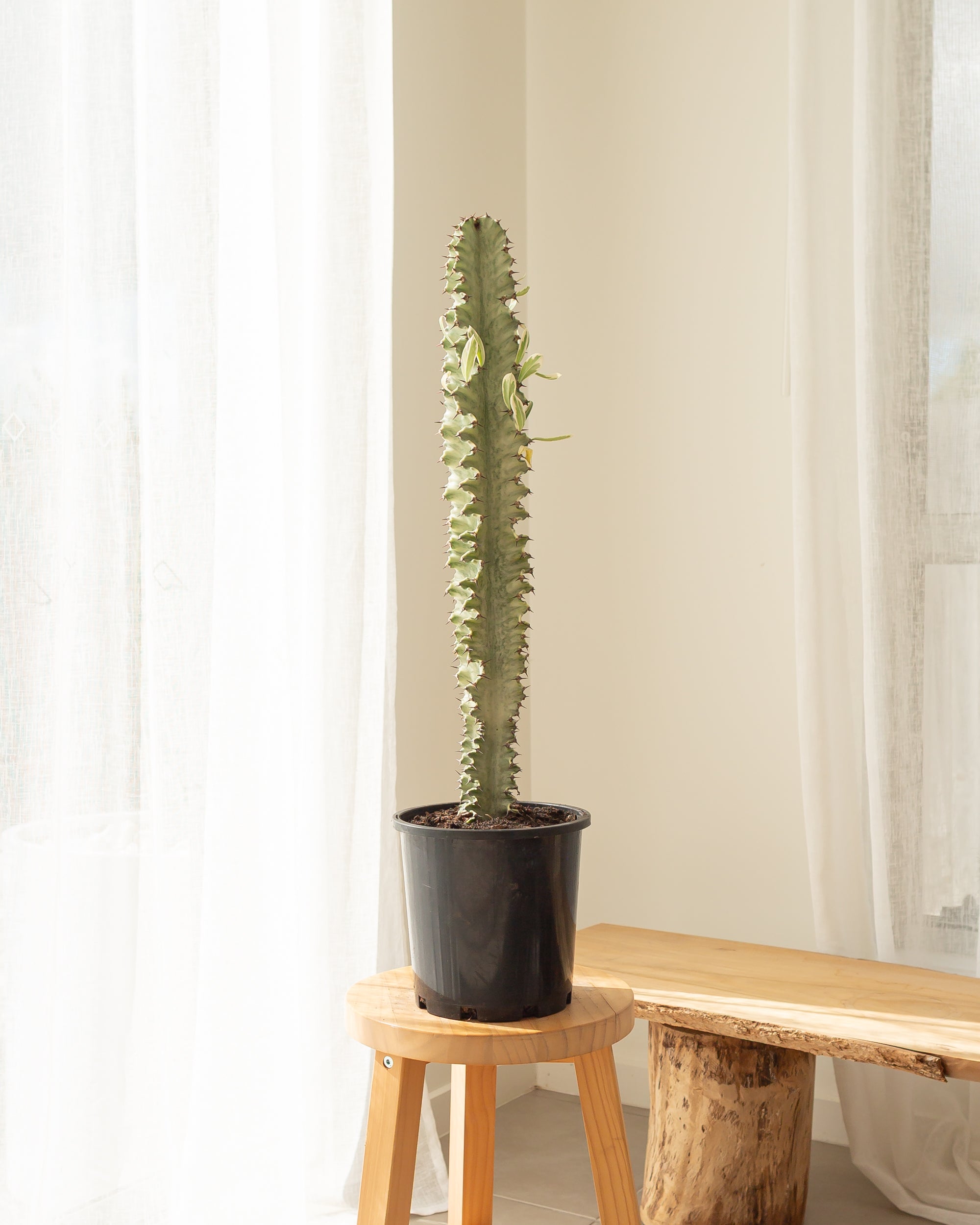 Euphorbia Ammak Cactus - 62 cm