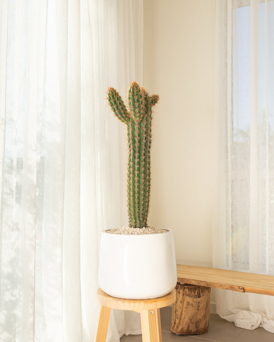 Pilocereus Gounelle Cactus - 78 cm