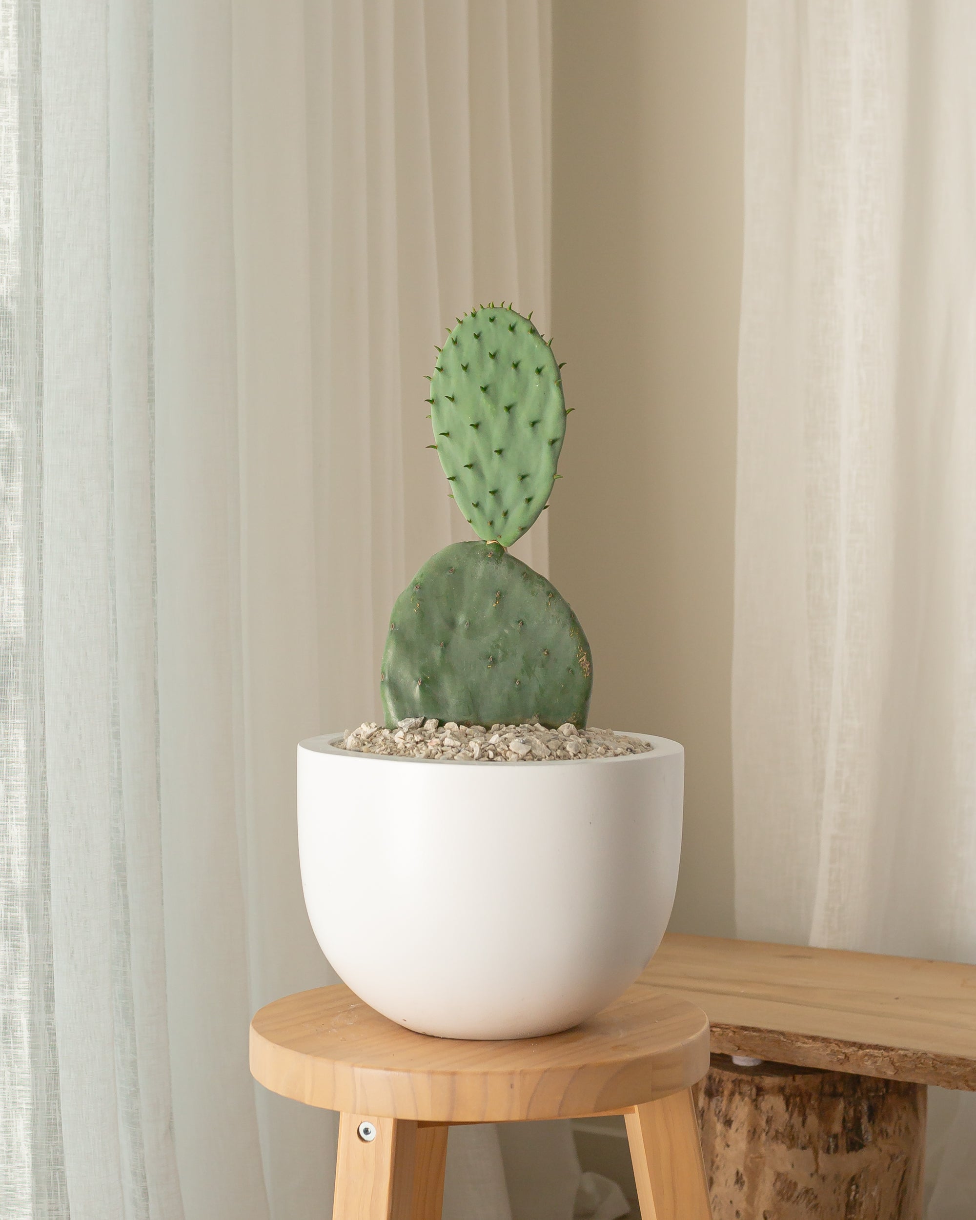 Burbank Cactus - 48 cm