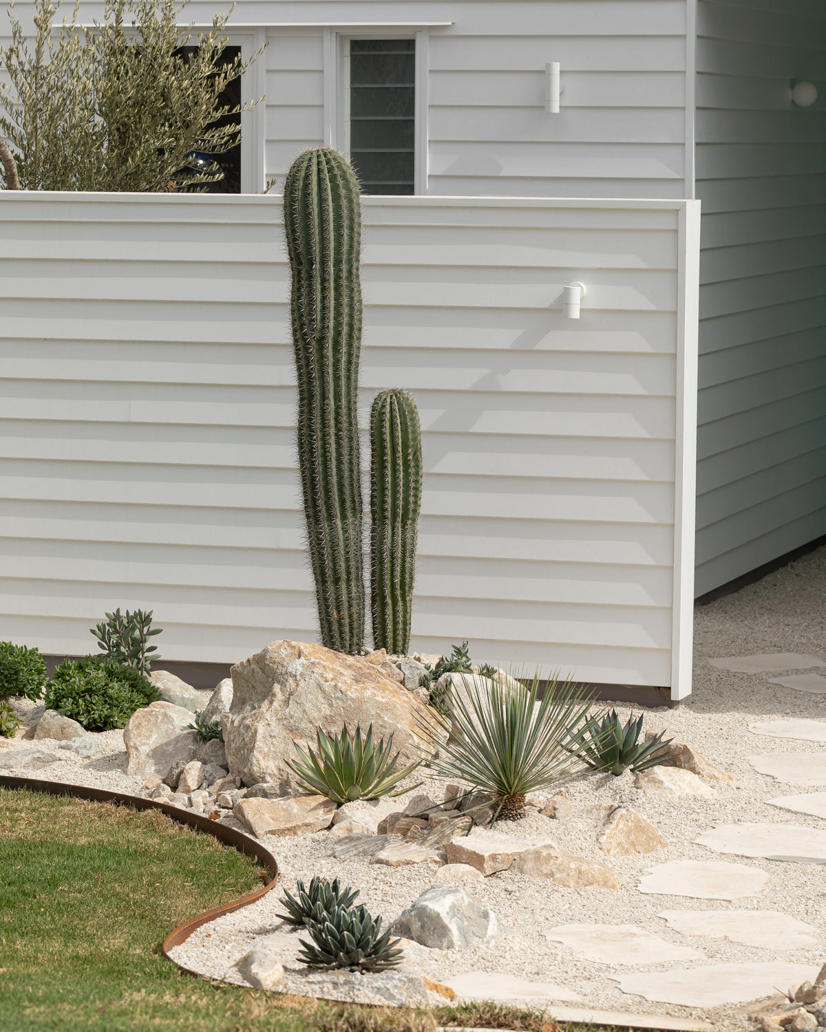 Pachycereus Pringlei (Mexican Giant)